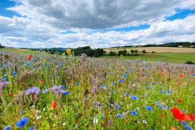 Blumenwiese in Pantenburg