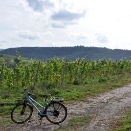 Kurzer Stopp in den Weinbergen von Rivenich